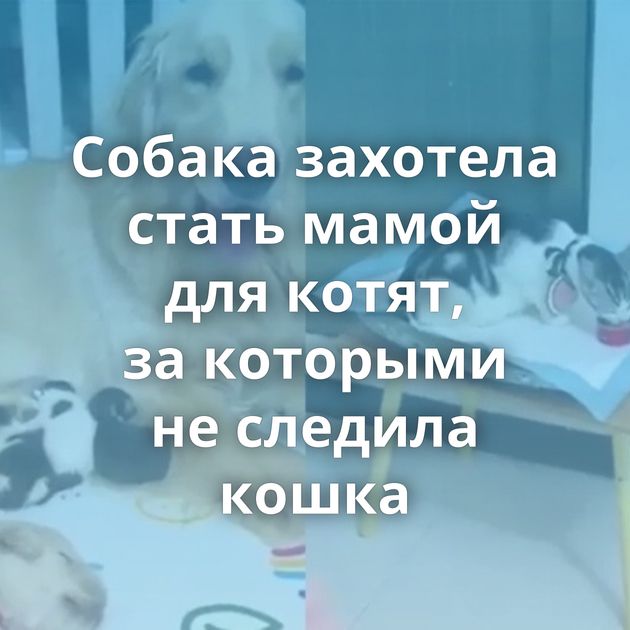 Собака захотела стать мамой для котят, за которыми не следила кошка