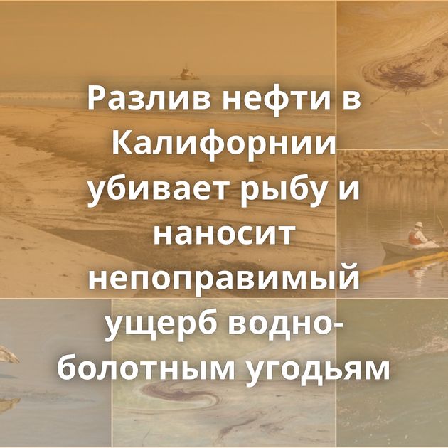 Разлив нефти в Калифорнии убивает рыбу и наносит непоправимый ущерб водно-болотным угодьям