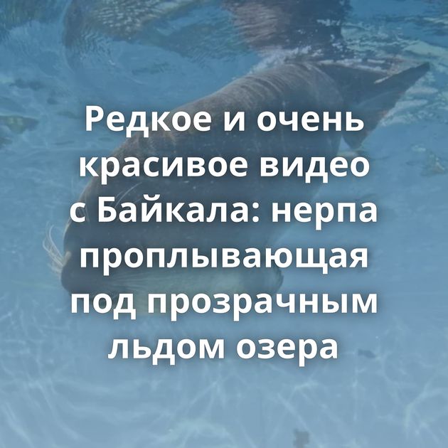 Редкое и очень красивое видео с Байкала: нерпа проплывающая под прозрачным льдом озера