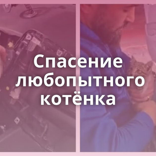 Спасение любопытного котёнка