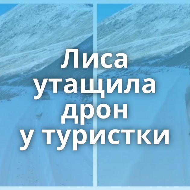 Лиса утащила дрон у туристки