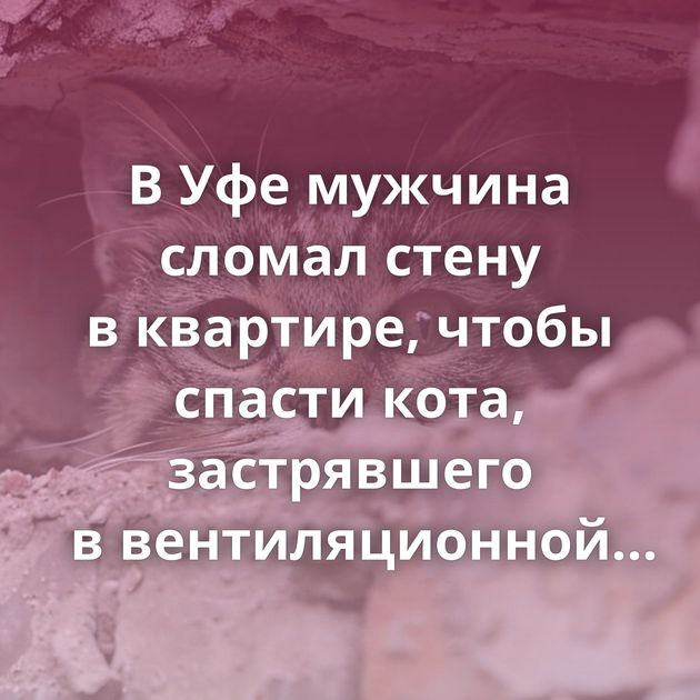 В Уфе мужчина сломал стену в квартире, чтобы спасти кота, застрявшего в вентиляционной шахте