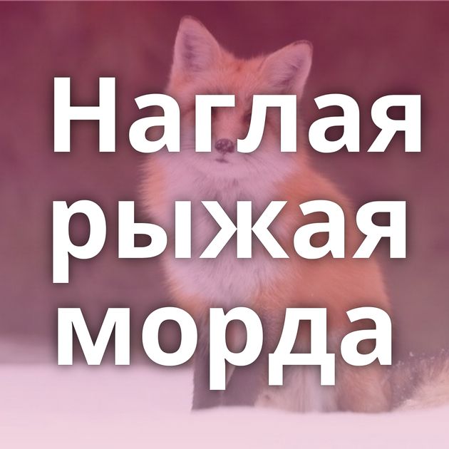 Наглая рыжая морда