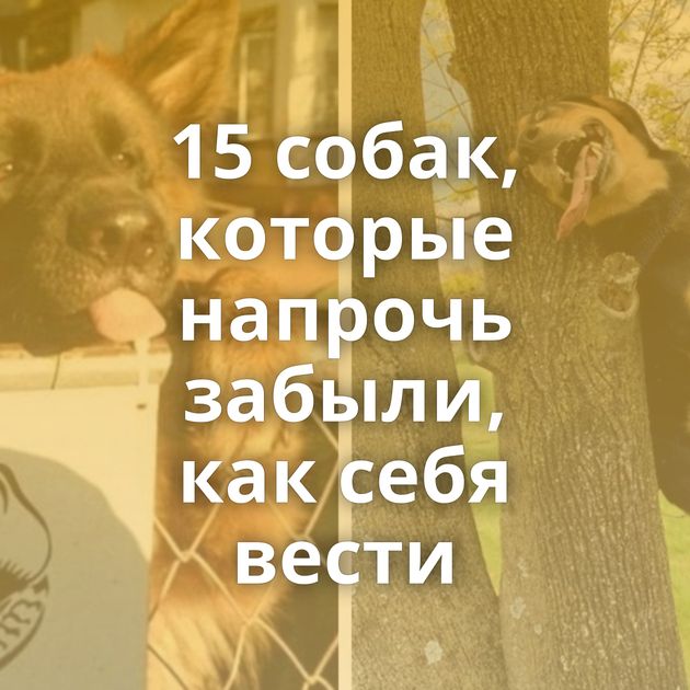 15 собак, которые напрочь забыли, как себя вести