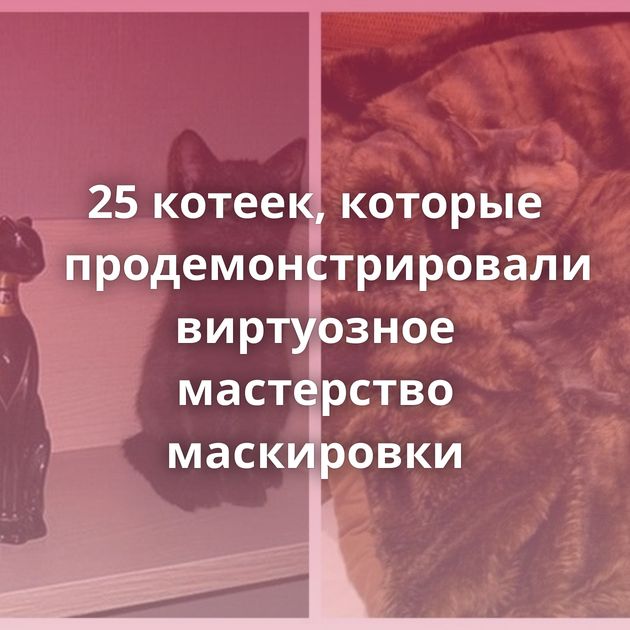 25 котеек, которые продемонстрировали виртуозное мастерство маскировки