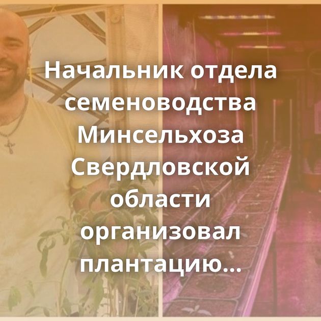 Начальник отдела семеноводства Минсельхоза Свердловской области организовал плантацию конопли