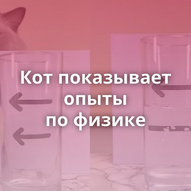 Кот показывает опыты по физике