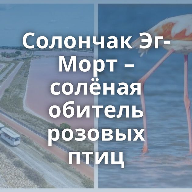 Солончак Эг-Морт – солёная обитель розовых птиц