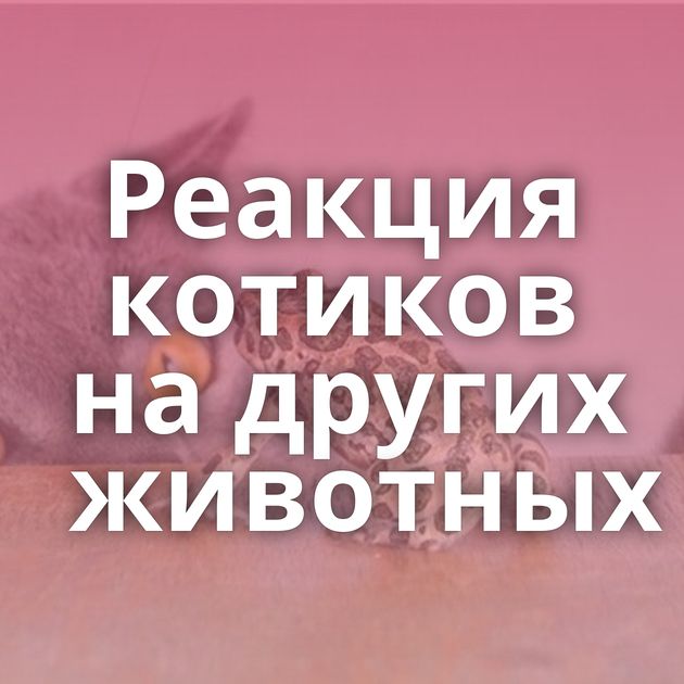 Реакция котиков на других животных