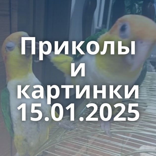 Приколы и картинки 15.01.2025