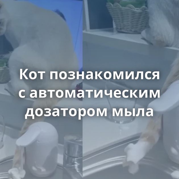 Кот познакомился с автоматическим дозатором мыла