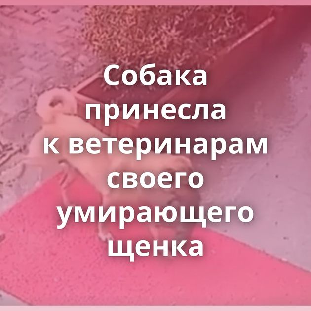 Собака принесла к ветеринарам своего умирающего щенка