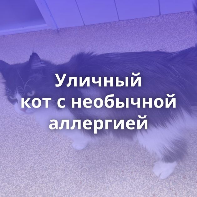 Уличный кот с необычной аллергией