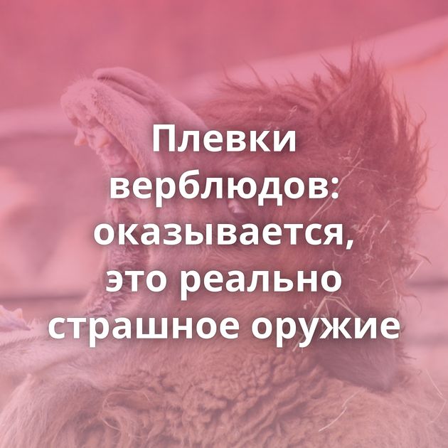 Плевки верблюдов: оказывается, это реально страшное оружие