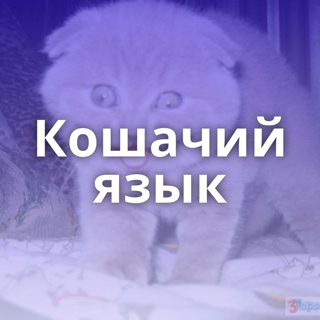 Кошачий язык