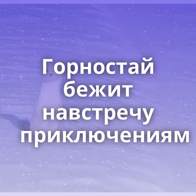 Горностай бежит навстречу приключениям