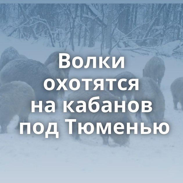 Волки охотятся на кабанов под Тюменью