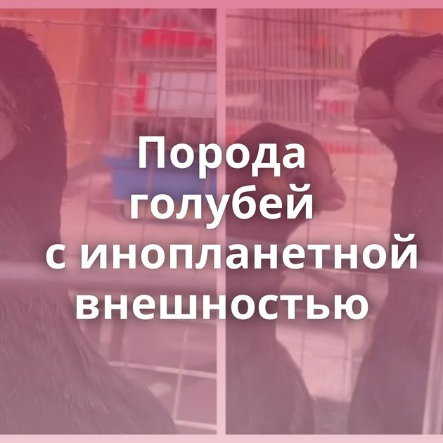 Порода голубей с инопланетной внешностью