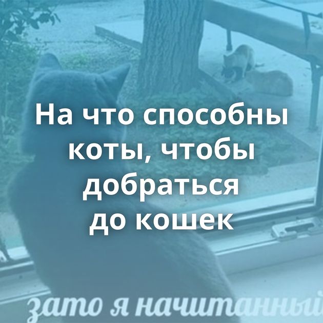 На что способны коты, чтобы добраться до кошек