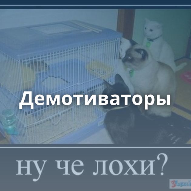 Демотиваторы