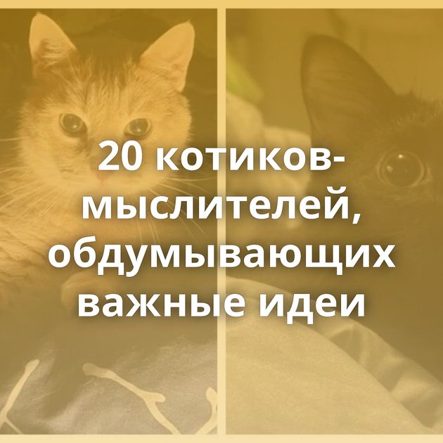 20 котиков-мыслителей, обдумывающих важные идеи