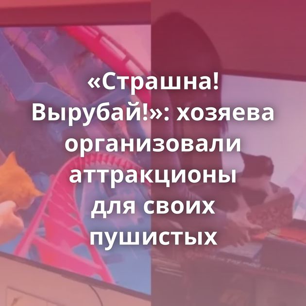 «Страшна! Вырубай!»: хозяева организовали аттракционы для своих пушистых