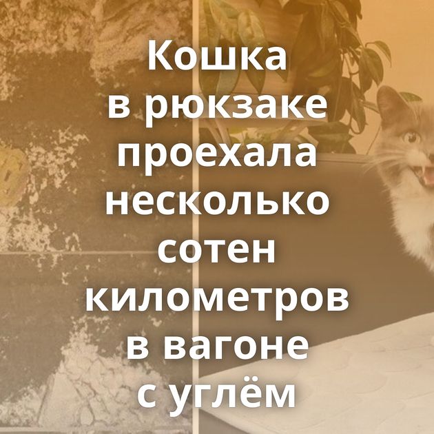 Кошка в рюкзаке проехала несколько сотен километров в вагоне с углём