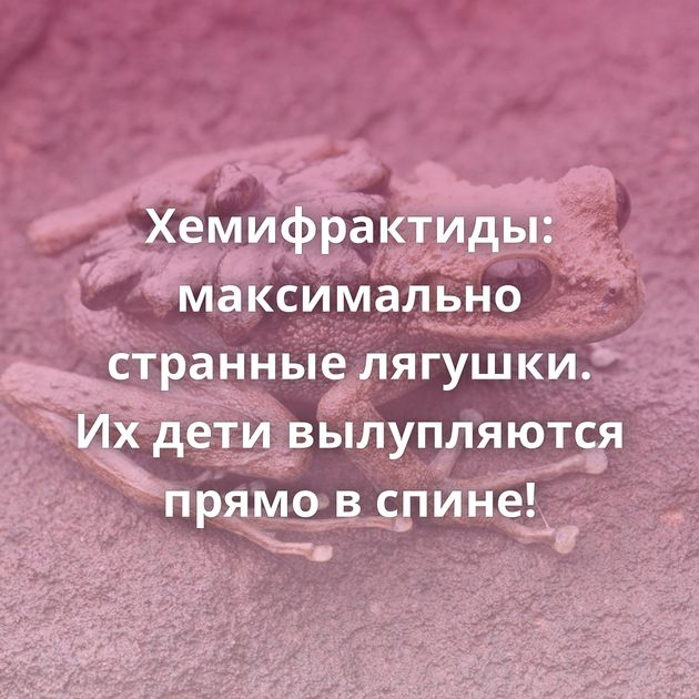 Хемифрактиды: максимально странные лягушки. Их дети вылупляются прямо в спине!