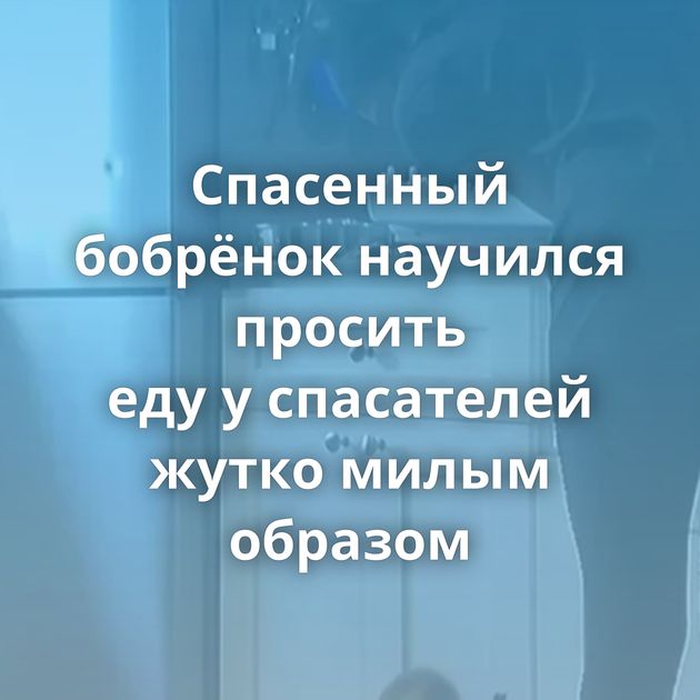 Спасенный бобрёнок научился просить еду у спасателей жутко милым образом