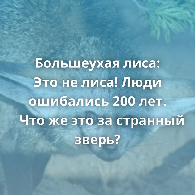 Большеухая лиса: Это не лиса! Люди ошибались 200 лет. Что же это за странный зверь?