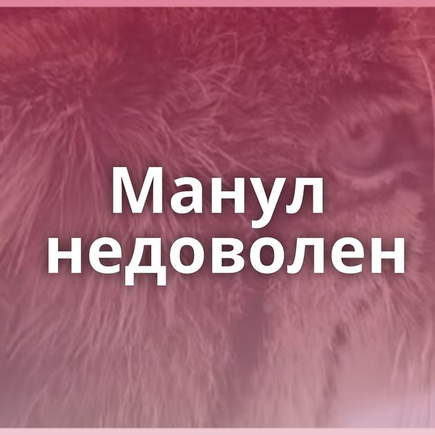 Манул недоволен