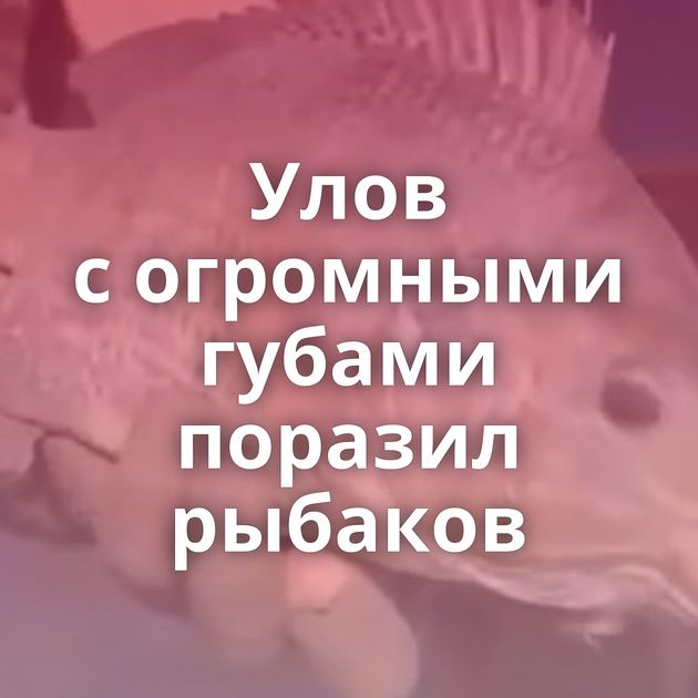 Улов с огромными губами поразил рыбаков