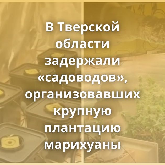 В Тверской области задержали «садоводов», организовавших крупную плантацию марихуаны