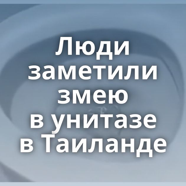 Люди заметили змею в унитазе в Таиланде