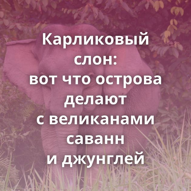 Карликовый слон: вот что острова делают с великанами саванн и джунглей