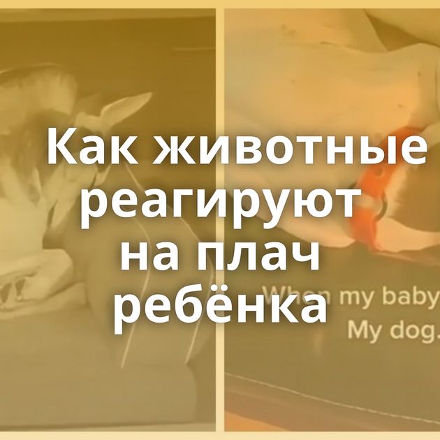 Как животные реагируют на плач ребёнка