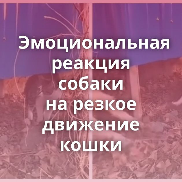 Эмоциональная реакция собаки на резкое движение кошки