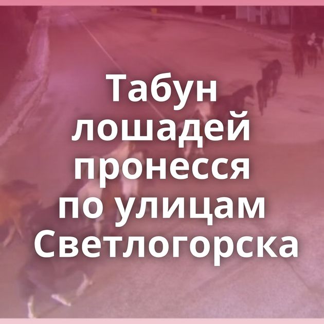 Табун лошадей пронесся по улицам Светлогорска