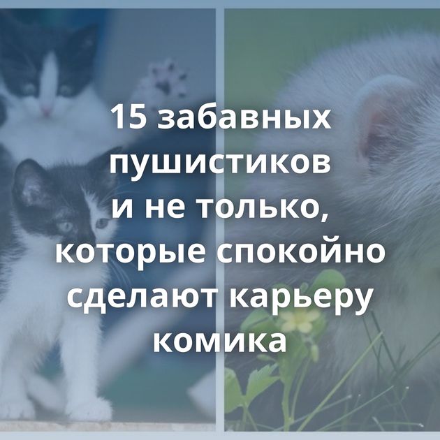 15 забавных пушистиков и не только, которые спокойно сделают карьеру комика