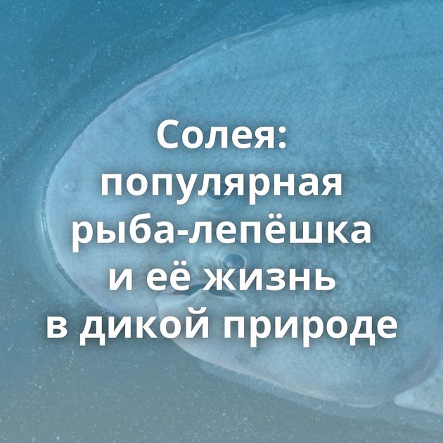 Солея: популярная рыба-лепёшка и её жизнь в дикой природе