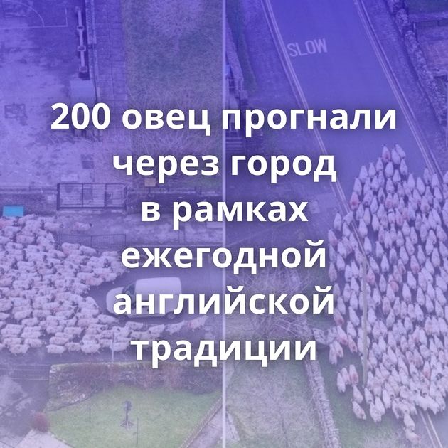 200 овец прогнали через город в рамках ежегодной английской традиции