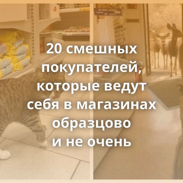 20 смешных покупателей, которые ведут себя в магазинах образцово и не очень