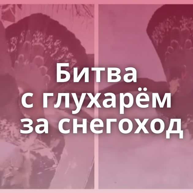 Битва с глухарём за снегоход