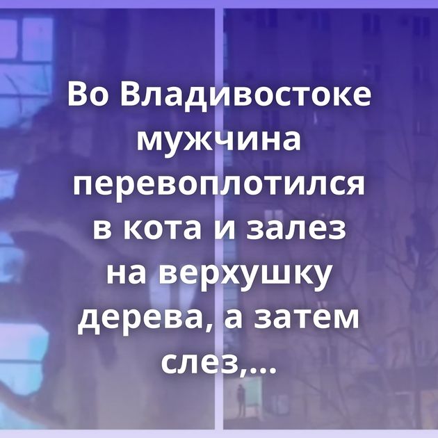 Во Владивостоке мужчина перевоплотился в кота и залез на верхушку дерева, а затем слез, потому что замёрз