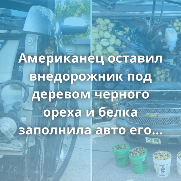 Американец оставил внедорожник под деревом черного ореха и белка заполнила авто его плодами