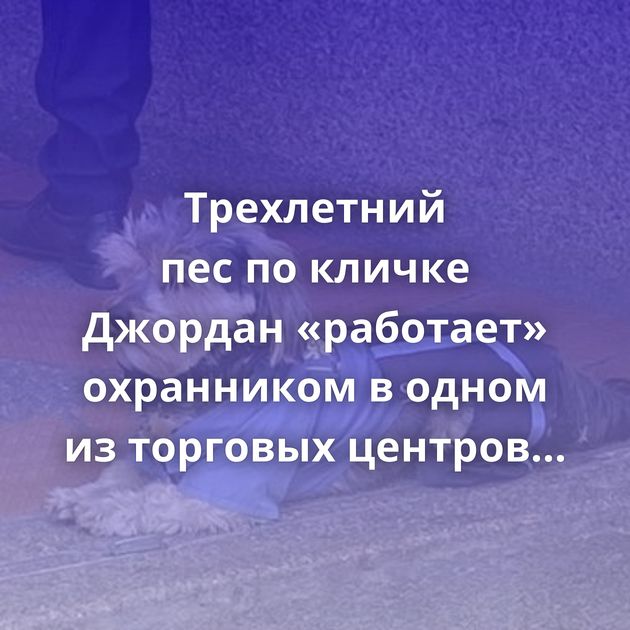 Трехлетний пес по кличке Джордан «работает» охранником в одном из торговых центров Колумбии