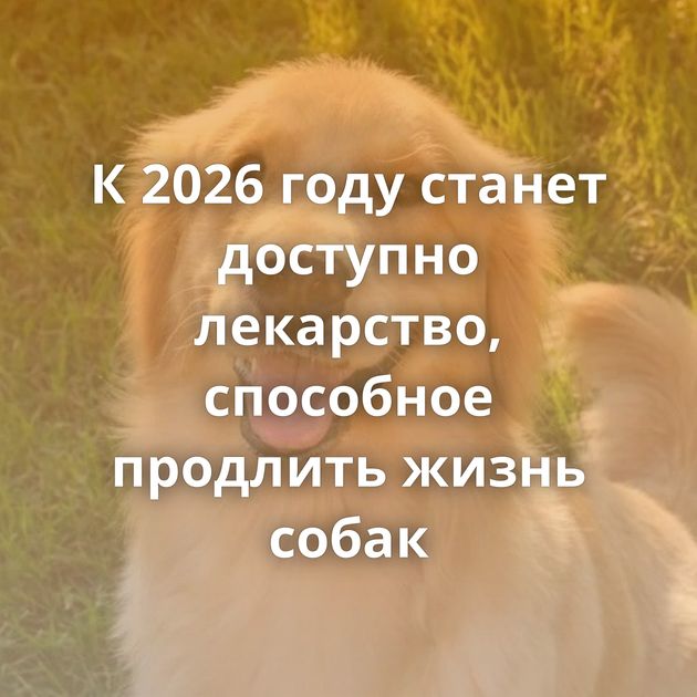 К 2026 году станет доступно лекарство, способное продлить жизнь собак