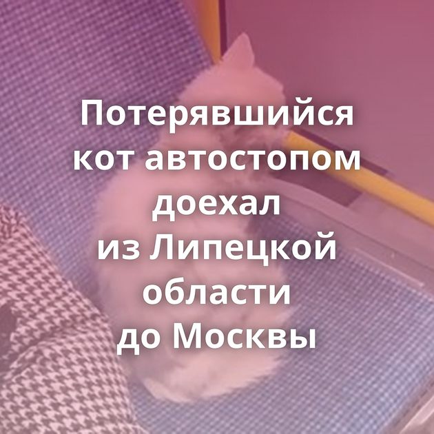 Потерявшийся кот автостопом доехал из Липецкой области до Москвы