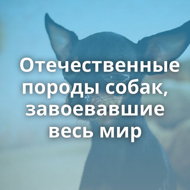 Отечественные породы собак, завоевавшие весь мир