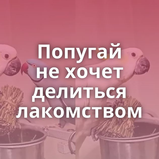 Попугай не хочет делиться лакомством